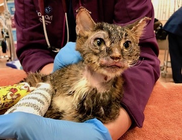 a little cat, its body covered in burns, is cradled gently in human arms